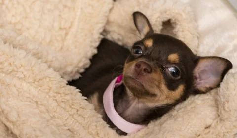 Pinscher confronta rottweiler para salvar crianças em sítio no Espírito Santo