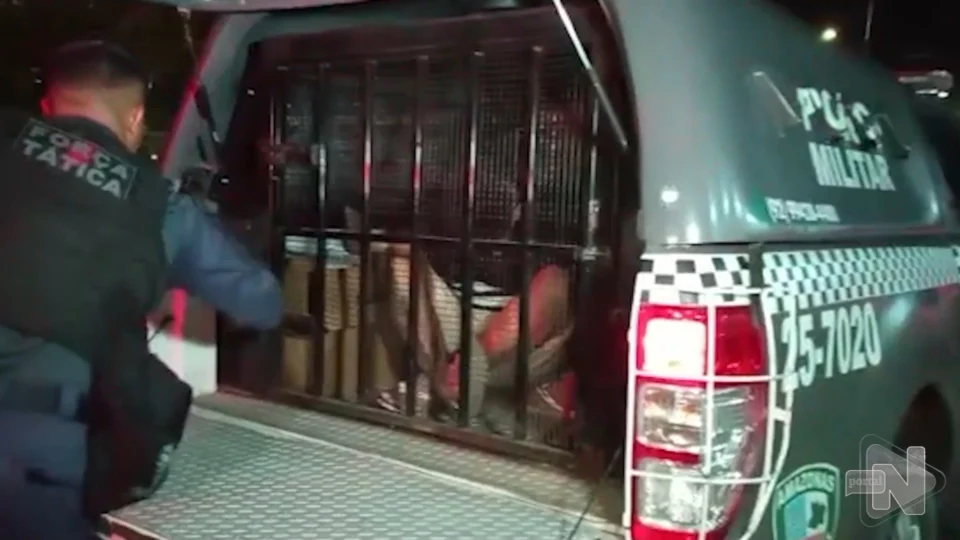 VÍDEO: pistoleiro responsável por 15 execuções é preso na Zona Norte de Manaus