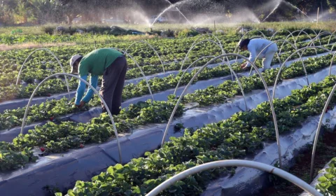 Plano Safra: governo destinará R$ 200 milhões para complementação do programa