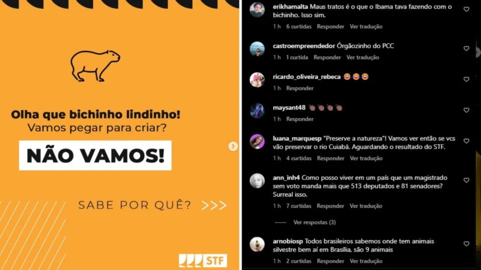 STF faz campanha contra tráfico de animais com imagem de capivara e revolta internautas
