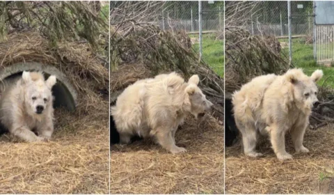 VÍDEO: ursa é flagrada acordando descabelada em Kiev e diverte internautas