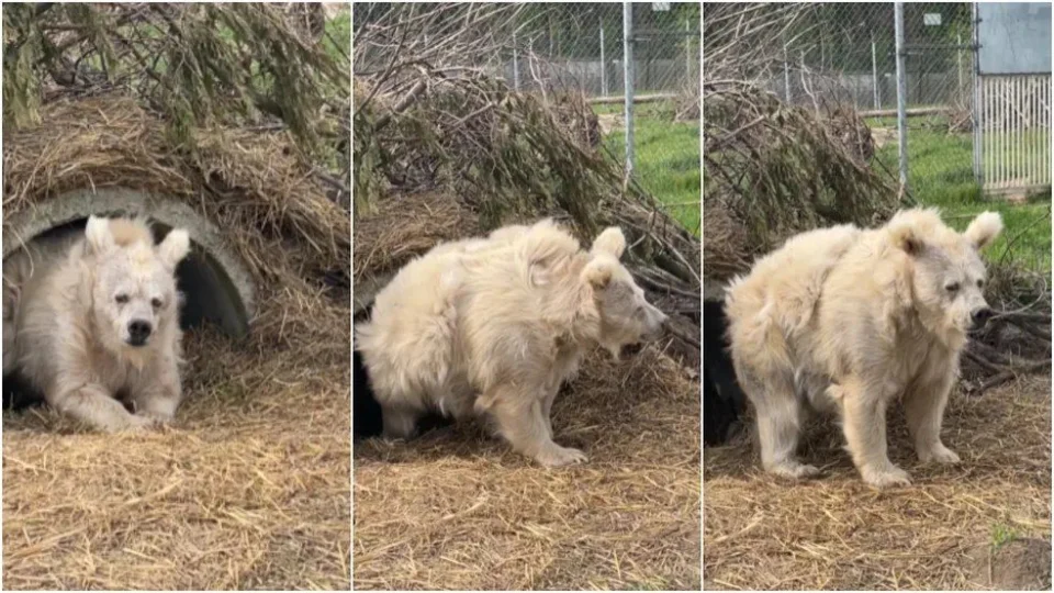 VÍDEO: ursa é flagrada acordando descabelada em Kiev e diverte internautas