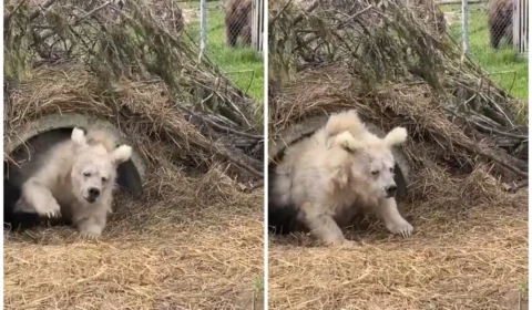 Urso pardo viraliza na internet e biólogos explicam como funciona hibernação
