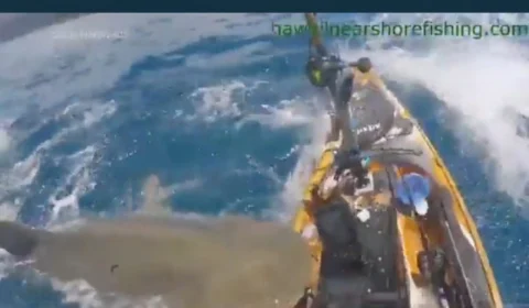 VÍDEO: ataque de tubarão é gravado por GoPro de pescador no Havaí, nos EUA