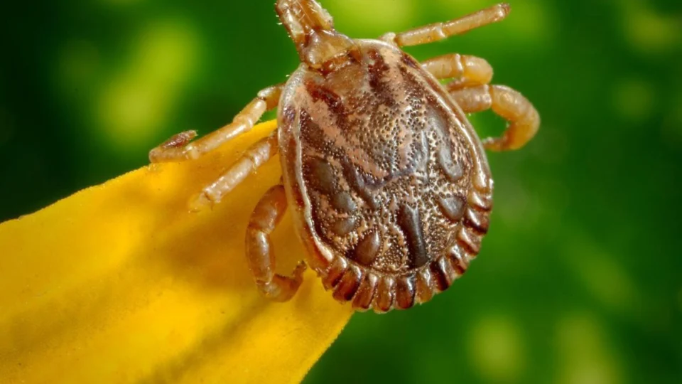 Saiba o que é febre maculosa e quais são os sintomas e tratamento