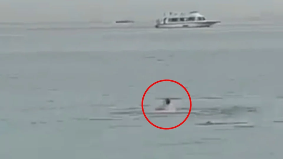 Ataque de tubarão: corpo de jovem russo é encontrado no intestino do animal