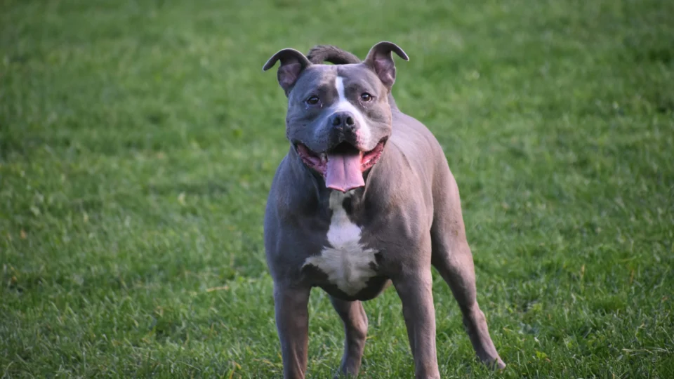 Bebê morre ao ser atacado por pitbull em São Paulo