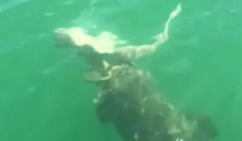 Vídeo: tubarão é engolido por garoupa na Flórida, nos EUA