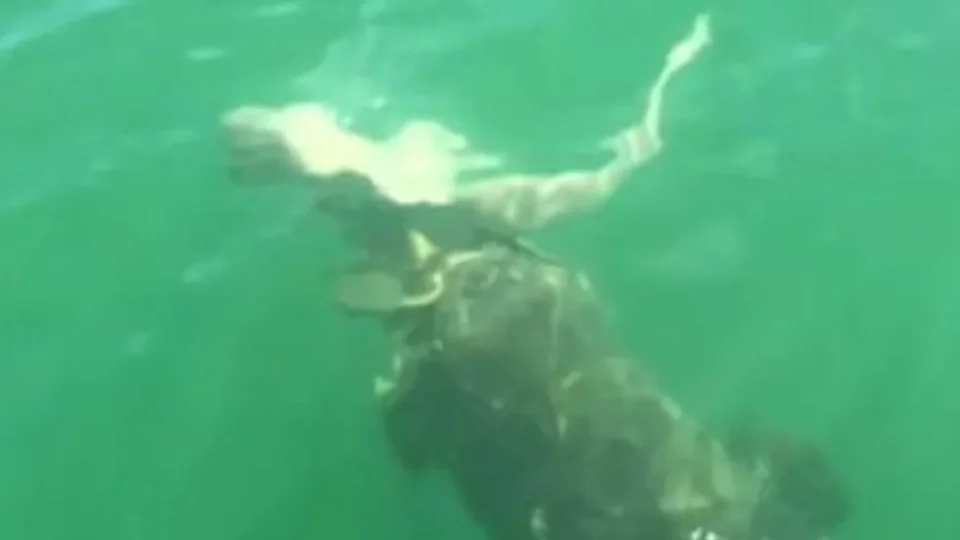 Vídeo: tubarão é engolido por garoupa na Flórida, nos EUA