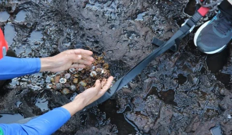 Coleta de moedas nas Cataratas do Iguaçu gera volume de mais de 150kg