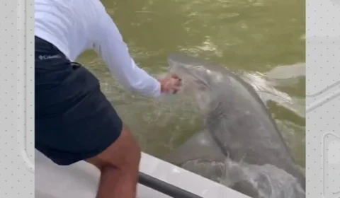 Vídeo: jovem é atacado por tubarão e puxado para pântano nos EUA