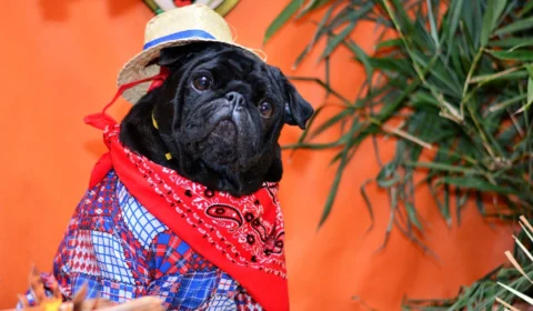 Supermercado realiza ‘Arraial Pet’ com adoção de animais em Manaus