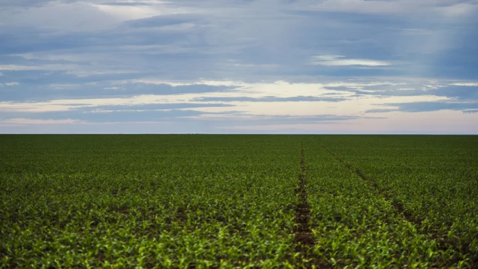 STF forma maioria contra decreto de Bolsonaro sobre lei de agrotóxicos