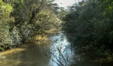 Governo lança concessão florestal para recuperar Mata Atlântica