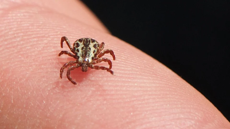 Vírus Oz: Japão confirma primeira morte provocada por nova doença