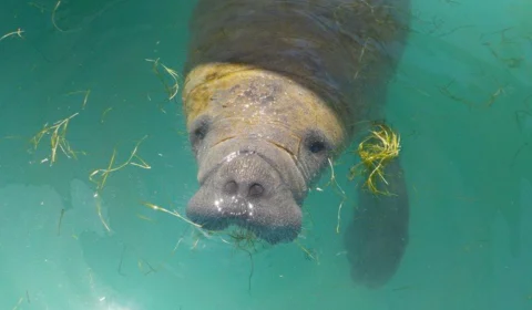Peixe-boi-marinho tem soltura inédita no litoral do Rio Grande do Norte