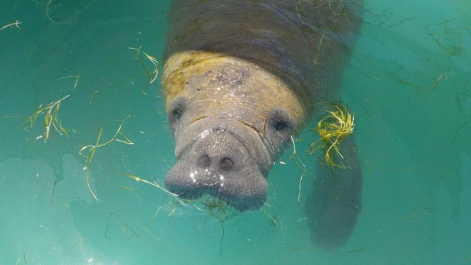 Peixe-boi-marinho tem soltura inédita no litoral do Rio Grande do Norte