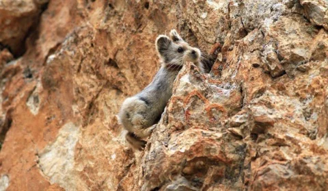 Pika, mamífero de 20 cm, está ameaçado de extinção na China