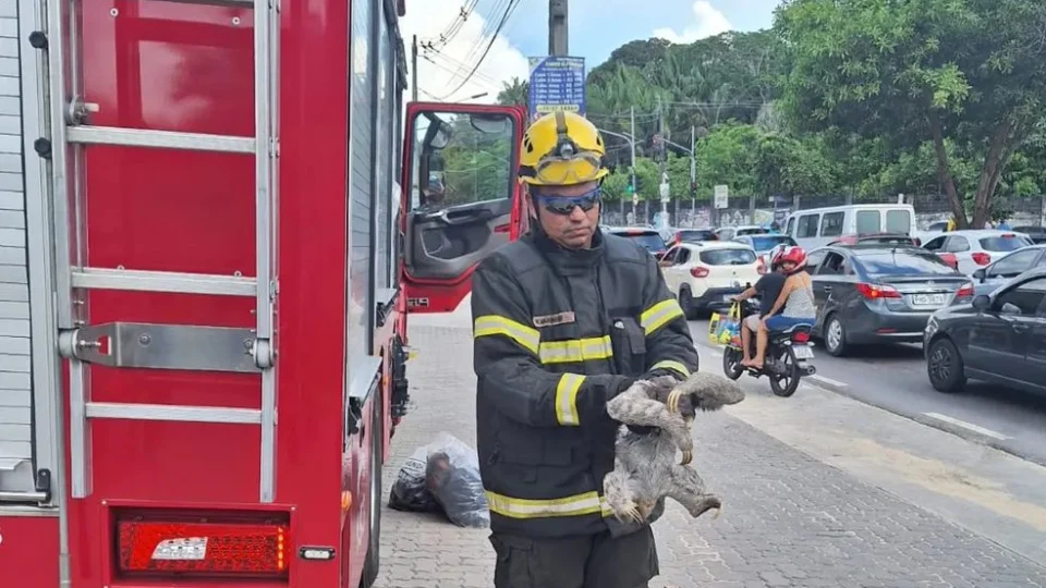 VÍDEO: preguiça é resgatada após ficar pendurada em fios de energia em Manaus