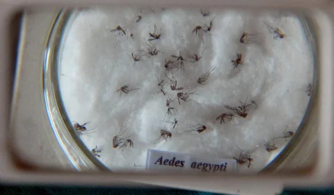 Nova vacina contra dengue chega ao Brasil na próxima semana; saiba detalhes