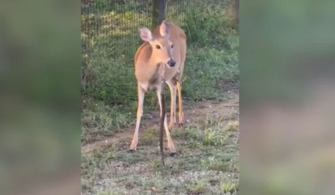Vídeo: homem flagra veado comendo cobra e se impressiona