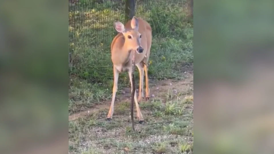 Vídeo: homem flagra veado comendo cobra e se impressiona