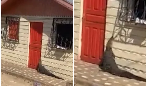 VÍDEO: Jacaré é flagrado tentando entrar em casa de moradores de Tefé, no AM