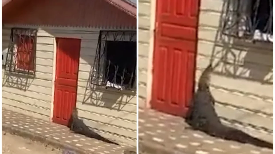 VÍDEO: Jacaré é flagrado tentando entrar em casa de moradores de Tefé, no AM