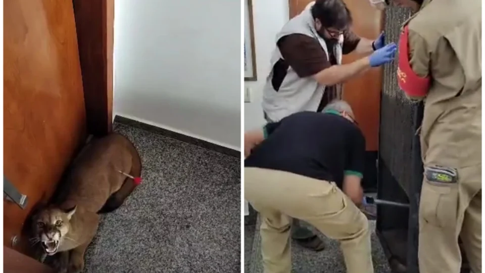 VÍDEO: onça-parda é encontrada em condomínio de luxo na cidade de Goiânia-GO