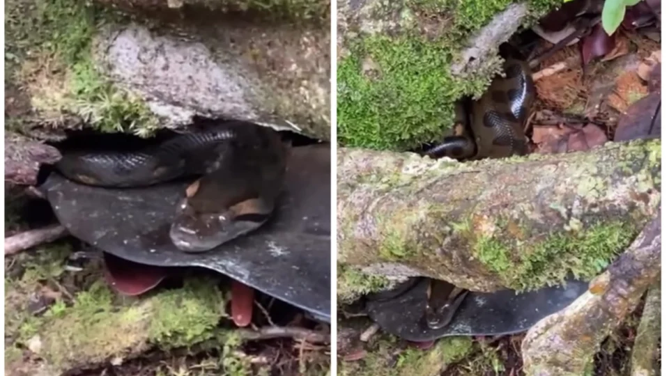 VÍDEO: sucuri é flagrada por banhistas em cachoeira de Pres. Figueiredo-AM