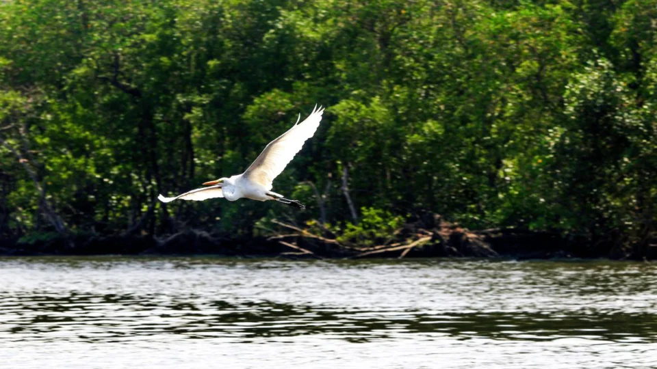 Gripe aviária: Agricultura confirma mais três casos em aves silvestres