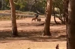 Vídeo: cão ataca capivara no Parque Cesamar em Palmas no Tocantins