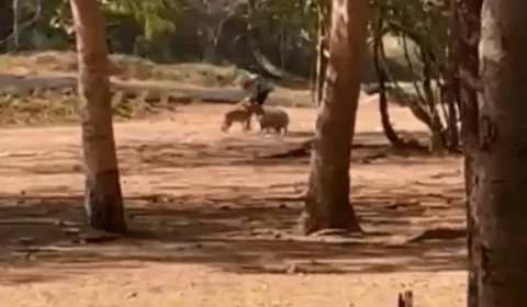 Vídeo: cão ataca capivara no Parque Cesamar em Palmas no Tocantins