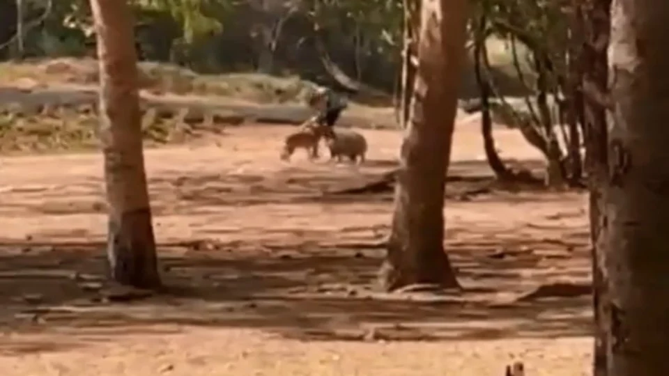 Vídeo: cão ataca capivara no Parque Cesamar em Palmas no Tocantins