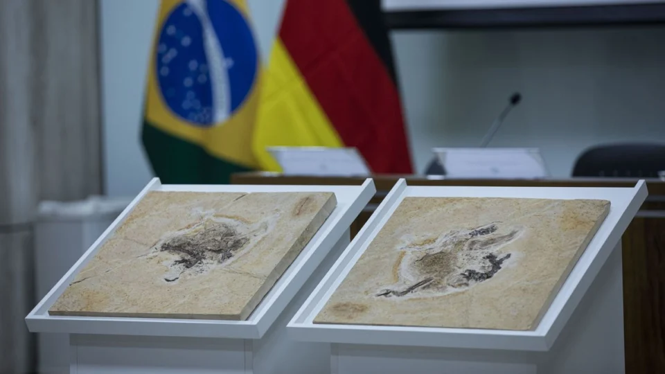 Cientistas brasileiros pedem volta de fóssil de dinossauro contrabandeado