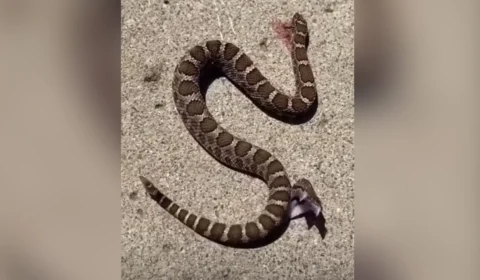 Cobra decapitada ataca próprio corpo e viraliza na internet; veja vídeo