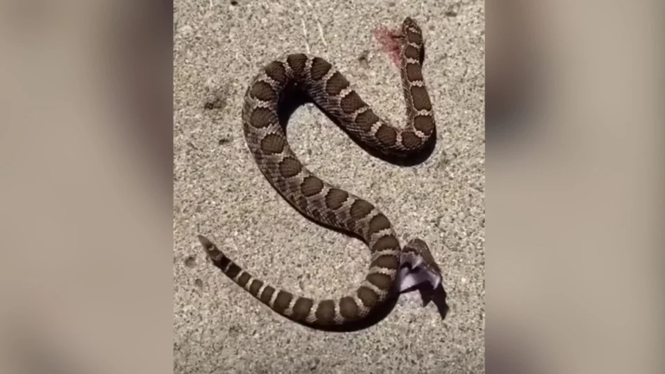 Cobra decapitada ataca próprio corpo e viraliza na internet; veja vídeo