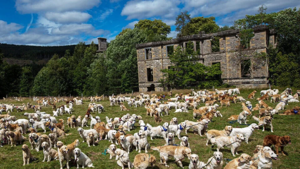Golden Retriever: encontro celebra aniversário da raça na Escócia