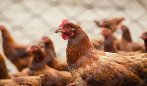 Gripe aviária: Japão retira suspensão sobre importação de frango do ES