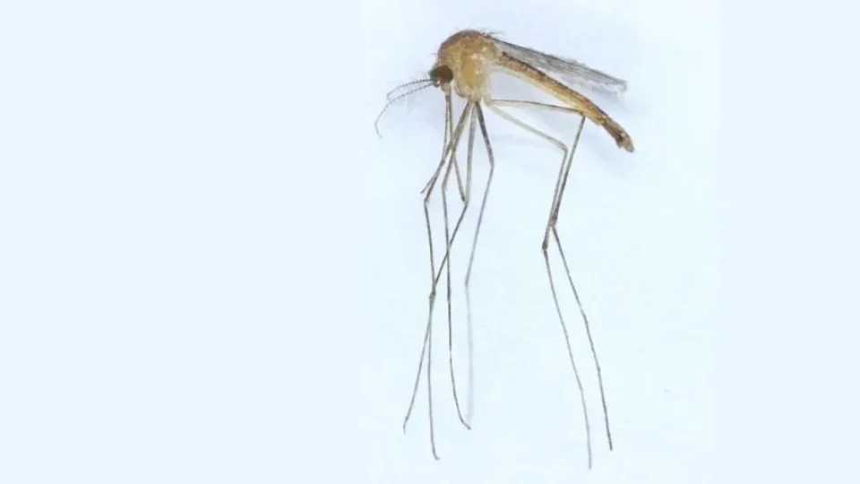 Nova espécie de mosquito é descoberta na Finlândia, mostra estudo