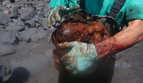 Pedra rara encontrada dentro de baleia na Espanha pode valer R$ 2,6 milhões