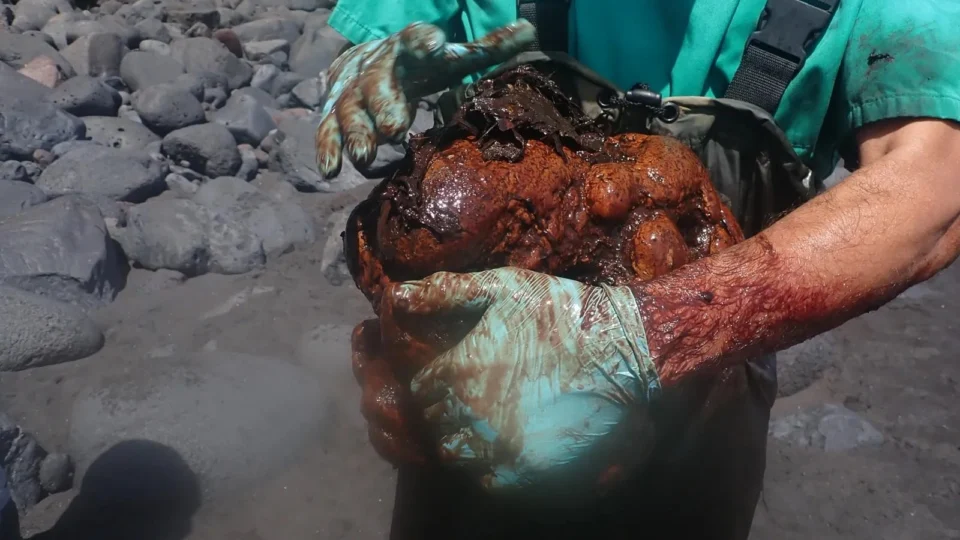 Pedra rara encontrada dentro de baleia na Espanha pode valer R$ 2,6 milhões