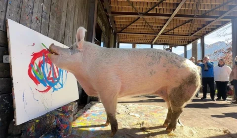 ‘Pigcasso’: porca pintora já vendeu quase R$ 4,7 milhões em artes