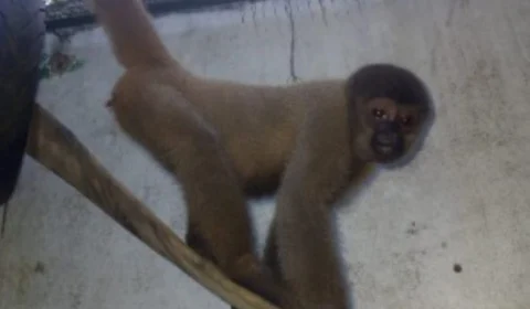 Avião Solidário transporta três primatas ameaçadas de extinção para SP