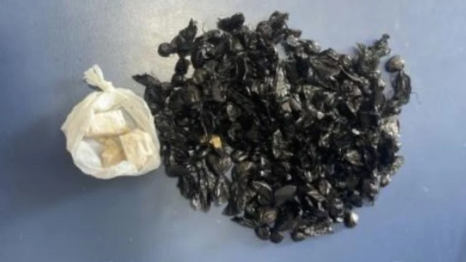 Trio é preso transportando 135 trouxinhas de droga em táxi, em RR