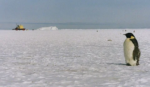 Antártica: nível de gelo no mar da região alcança menor nível já registrado