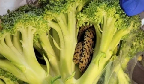 Idoso encontra cobra em saco de brócolis em mercado no Reino Unido