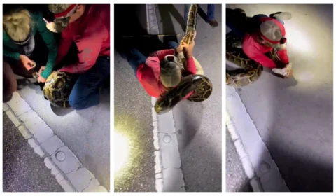 VÍDEO: grupo registra captura de cobra píton gigante na Flórida, nos EUA