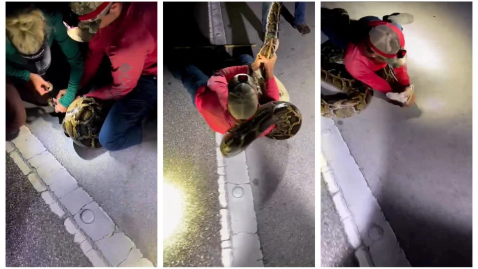 VÍDEO: grupo registra captura de cobra píton gigante na Flórida, nos EUA