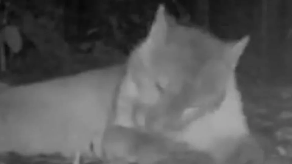 VÍDEO: câmera registra passeio de onça-parda grávida em parque no litoral de SP